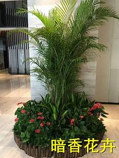 杭州綠化新風尚 植物、花卉租賃引領環(huán)保與美觀生活