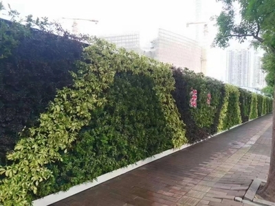 廣州成茂園林綠化 專業(yè)植物租賃與養(yǎng)護，打造綠色辦公空間