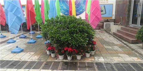 綠意煥新校園，盆栽租賃扮靚校園一角