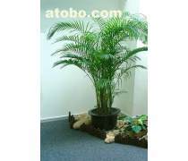 綠化植物租擺產(chǎn)品庫與養(yǎng)護服務 打造綠色生態(tài)辦公與生活空間