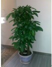 專業(yè)綠化，無憂托管 解析廣州市壹展園林綠化的植物租賃與維護服務