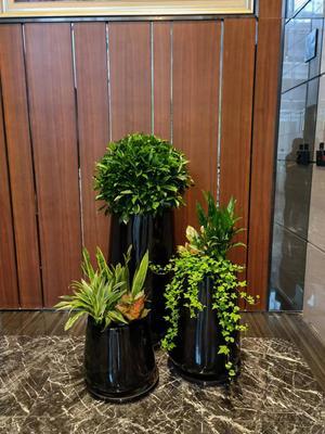 打造綠色辦公空間 成茂園林為您提供專業(yè)廣州植物租賃服務