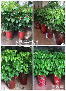 泉州綠植租擺服務 晉江公司專業(yè)花卉與植物租賃解決方案