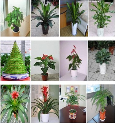 深圳綠植生態(tài)管家 盆景、盆栽、花卉租擺與全周期養(yǎng)護(hù)服務(wù)