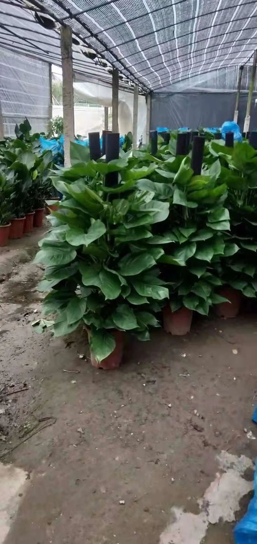 南寧綠植租擺 讓綠色生意的生活美學與養護之道